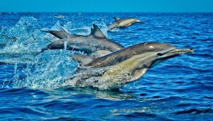 Dolphin day trip to Wasini Island