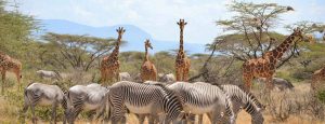 Chep Safari Packages to Samburu National Reserve
