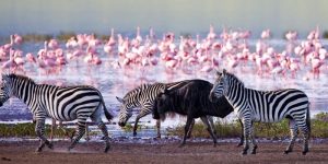 Cheap safari packages to Lake Nakuru National Park
