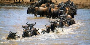 Wildebeest crossing mara river in maasai mara