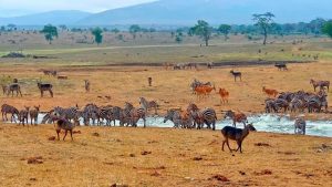 Taita Hills Wildlife Conservancy-Diani Safaris 