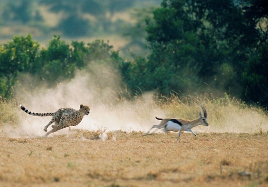 3 days tsavo east tsavo west safari from diani