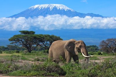 Safari to Amboseli National Park