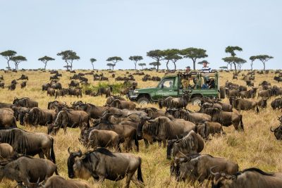 Wildebeest migration 2022 fly-in safari from Mombasa Diani