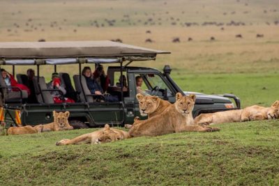 Masai Mara Jeep Safari from Nairobi